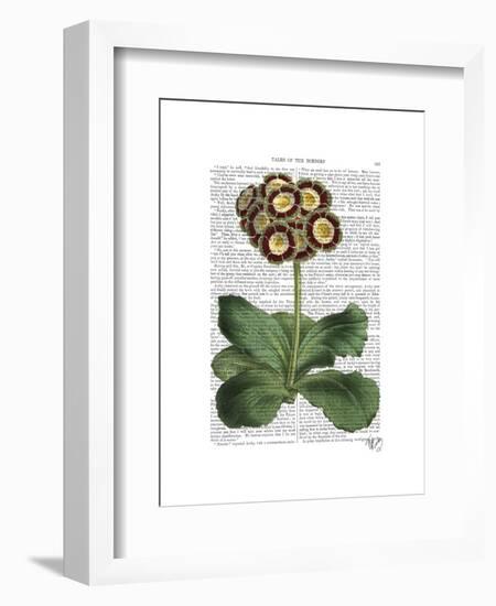 Primula Auricula Red-Fab Funky-Framed Art Print