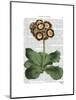 Primula Auricula Red-Fab Funky-Mounted Art Print