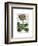 Primula Auricula Red-Fab Funky-Framed Art Print