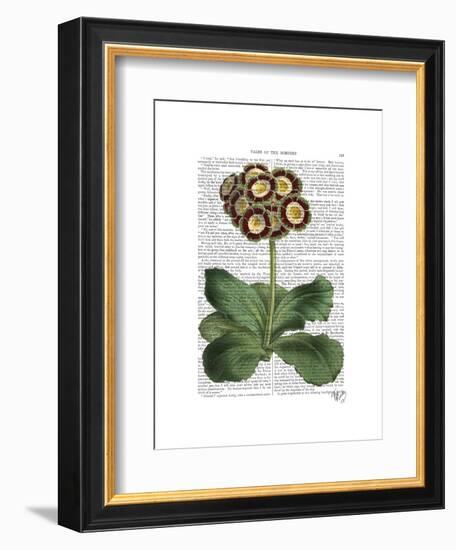 Primula Auricula Red-Fab Funky-Framed Art Print