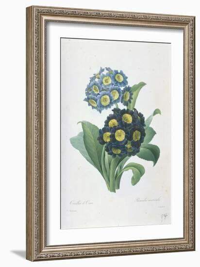 Primula Auricula-Pierre-Joseph Redouté-Framed Giclee Print