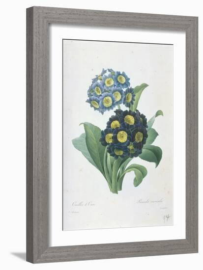 Primula Auricula-Pierre-Joseph Redouté-Framed Giclee Print