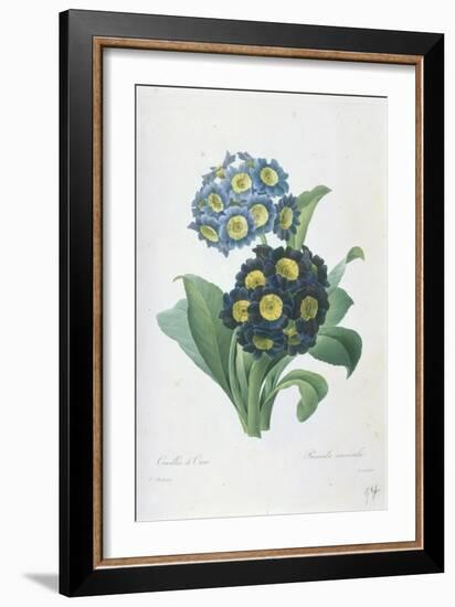 Primula Auricula-Pierre-Joseph Redouté-Framed Giclee Print