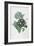 Primula Auricula-Pierre-Joseph Redouté-Framed Giclee Print