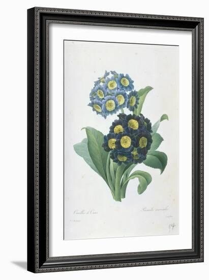 Primula Auricula-Pierre-Joseph Redouté-Framed Giclee Print