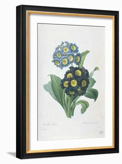 Primula Auricula-Pierre-Joseph Redouté-Framed Giclee Print