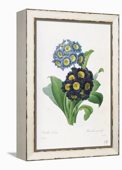 Primula Auricula-Pierre-Joseph Redouté-Framed Premier Image Canvas