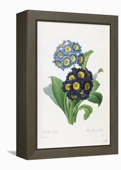 Primula Auricula-Pierre-Joseph Redouté-Framed Premier Image Canvas