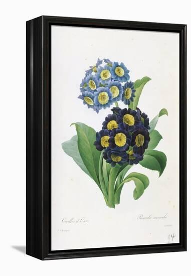 Primula Auricula-Pierre-Joseph Redouté-Framed Premier Image Canvas