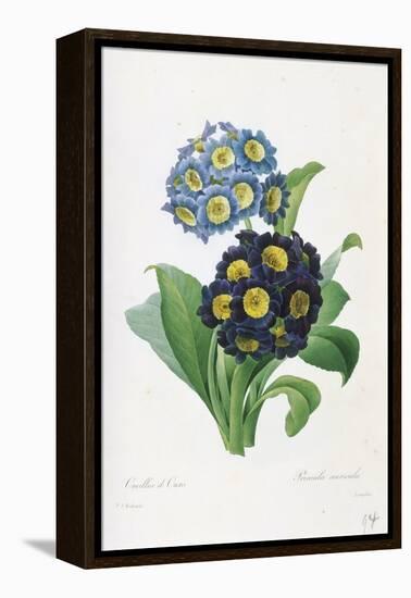 Primula Auricula-Pierre-Joseph Redouté-Framed Premier Image Canvas