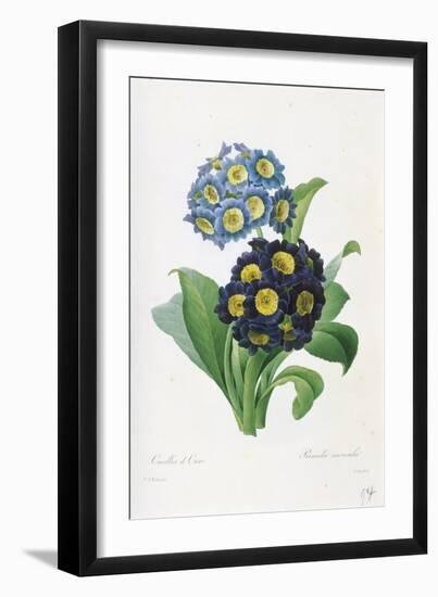 Primula Auricula-Pierre-Joseph Redouté-Framed Giclee Print