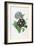 Primula Auricula-Pierre-Joseph Redouté-Framed Giclee Print