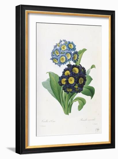 Primula Auricula-Pierre-Joseph Redouté-Framed Giclee Print