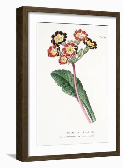 Primula Elatior, Plate Xv, from L'antotrofia Ossia La Coltivazione De'fiori by Antonio Piccioli, Pu-Italian School-Framed Giclee Print