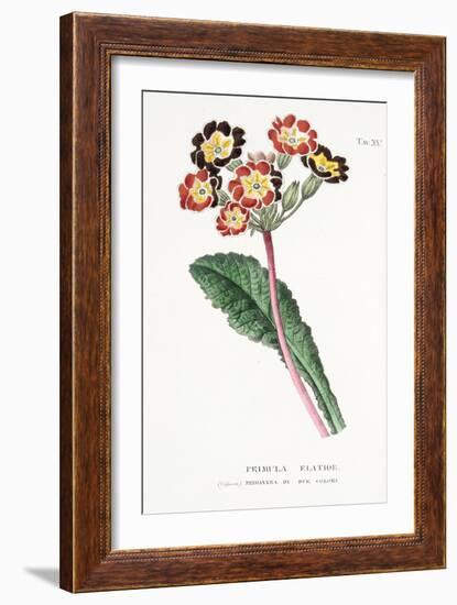 Primula Elatior, Plate Xv, from L'antotrofia Ossia La Coltivazione De'fiori by Antonio Piccioli, Pu-Italian School-Framed Giclee Print