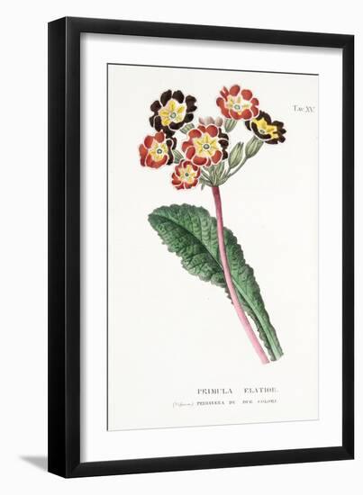 Primula Elatior, Plate Xv, from L'antotrofia Ossia La Coltivazione De'fiori by Antonio Piccioli, Pu-Italian School-Framed Giclee Print