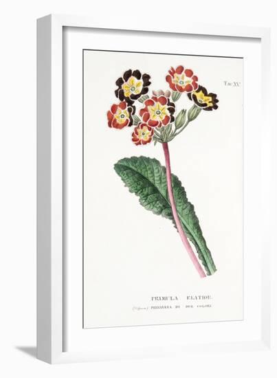 Primula Elatior, Plate Xv, from L'antotrofia Ossia La Coltivazione De'fiori by Antonio Piccioli, Pu-Italian School-Framed Giclee Print