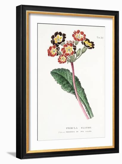 Primula Elatior, Plate Xv, from L'antotrofia Ossia La Coltivazione De'fiori by Antonio Piccioli, Pu-Italian School-Framed Giclee Print
