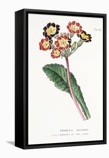 Primula Elatior, Plate Xv, from L'antotrofia Ossia La Coltivazione De'fiori by Antonio Piccioli, Pu-Italian School-Framed Premier Image Canvas