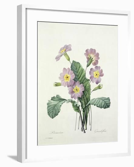 Primula (Primrose), Engraved by Bessin, from 'Choix Des Plus Belles Fleurs', 1827-Pierre-Joseph Redouté-Framed Giclee Print