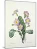 Primula (Primrose), Engraved by Bessin, from 'Choix Des Plus Belles Fleurs', 1827-Pierre-Joseph Redouté-Mounted Giclee Print