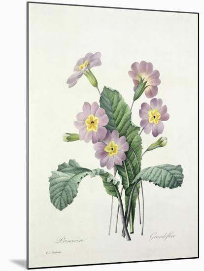 Primula (Primrose), Engraved by Bessin, from 'Choix Des Plus Belles Fleurs', 1827-Pierre-Joseph Redouté-Mounted Giclee Print