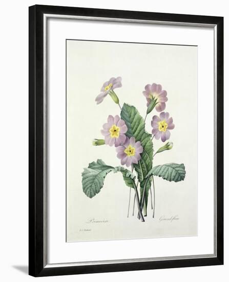 Primula (Primrose), Engraved by Bessin, from 'Choix Des Plus Belles Fleurs', 1827-Pierre-Joseph Redouté-Framed Giclee Print