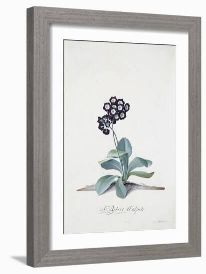 Primula-Georg Dionysius Ehret-Framed Giclee Print