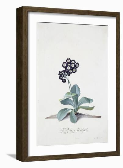 Primula-Georg Dionysius Ehret-Framed Giclee Print