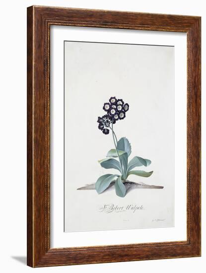 Primula-Georg Dionysius Ehret-Framed Giclee Print