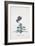 Primula-Georg Dionysius Ehret-Framed Giclee Print