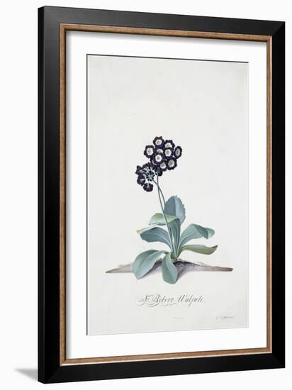 Primula-Georg Dionysius Ehret-Framed Giclee Print