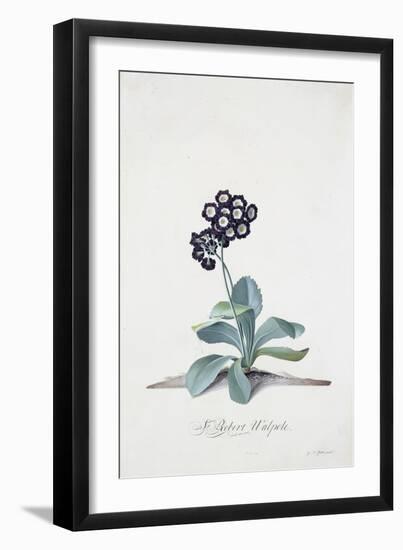 Primula-Georg Dionysius Ehret-Framed Giclee Print