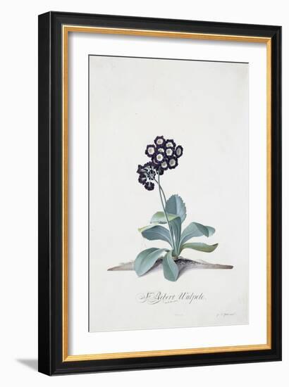 Primula-Georg Dionysius Ehret-Framed Giclee Print