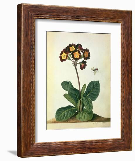 Primulaecae: a Flowering Polyanthus with a Flying Insect, 1764-Georg Dionysius Ehret-Framed Giclee Print