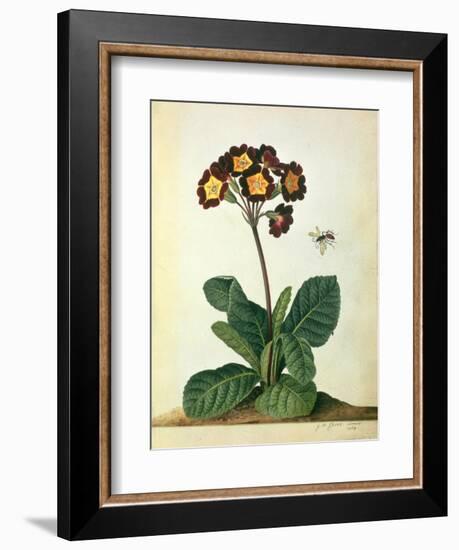 Primulaecae: a Flowering Polyanthus with a Flying Insect, 1764-Georg Dionysius Ehret-Framed Giclee Print