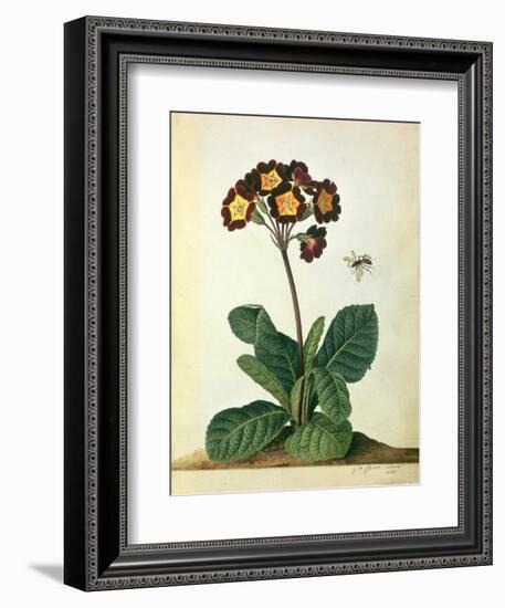 Primulaecae: a Flowering Polyanthus with a Flying Insect, 1764-Georg Dionysius Ehret-Framed Giclee Print