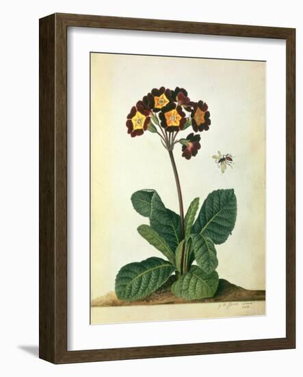 Primulaecae: a Flowering Polyanthus with a Flying Insect, 1764-Georg Dionysius Ehret-Framed Giclee Print