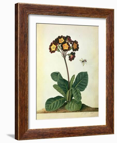 Primulaecae: a Flowering Polyanthus with a Flying Insect, 1764-Georg Dionysius Ehret-Framed Giclee Print