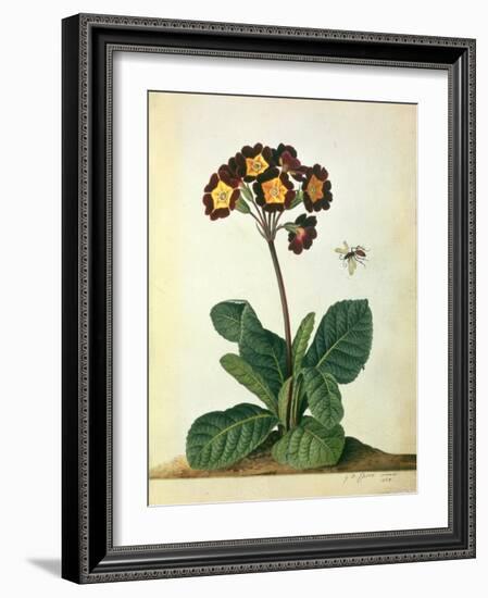 Primulaecae: a Flowering Polyanthus with a Flying Insect, 1764-Georg Dionysius Ehret-Framed Giclee Print