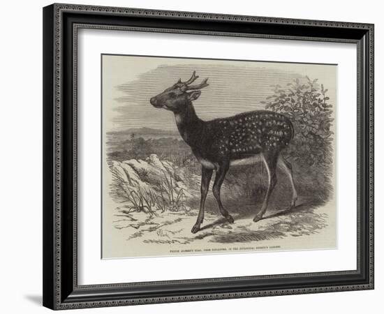 Prince Alfred's Stag, from Singapore, in the Zoological Society's Gardens-Thomas W. Wood-Framed Giclee Print