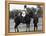 Prince Charles Apologizing to Girlfriend Jane Ward at a Polo Match-null-Framed Premier Image Canvas