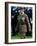 Prince Charles During Ceremony at Oosterbeek Cemetary, Holland-null-Framed Photographic Print