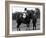 Prince Charles Sits on Horse in Polo Game July 1979-null-Framed Photographic Print