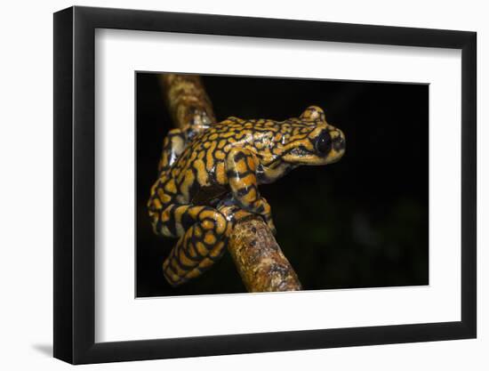 Prince Charles Stream Frog, Ecuador. Threatened Species Due to Habitat Loss-Pete Oxford-Framed Photographic Print