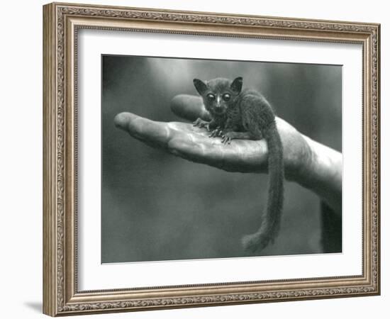 Prince Demidoff's Galago or Bushbaby Resting in the Palm of the Keepers Hand at London Zoo-Frederick William Bond-Framed Giclee Print