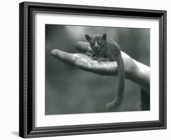 Prince Demidoff's Galago or Bushbaby Resting in the Palm of the Keepers Hand at London Zoo-Frederick William Bond-Framed Giclee Print