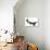 Prince Edward Island - Home - Gray on White-Lantern Press-Premium Giclee Print displayed on a wall