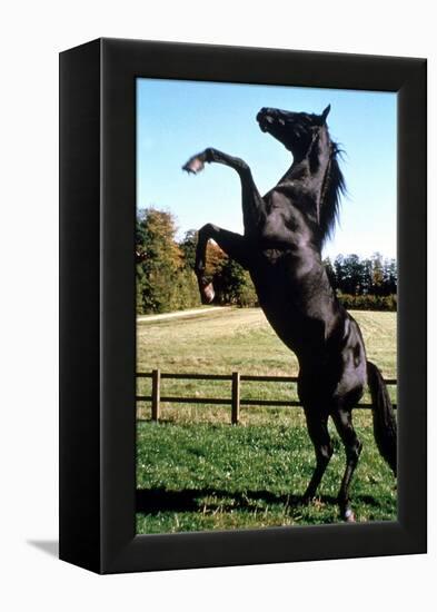 Prince Noir Black Beauty De Caroline Thompson Avec Le Cheval Prince Noir En Train De Se Cabrer 1994-null-Framed Stretched Canvas