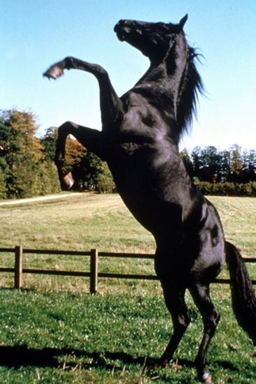 Prince Noir Black Beauty De Caroline Thompson Avec Le Cheval